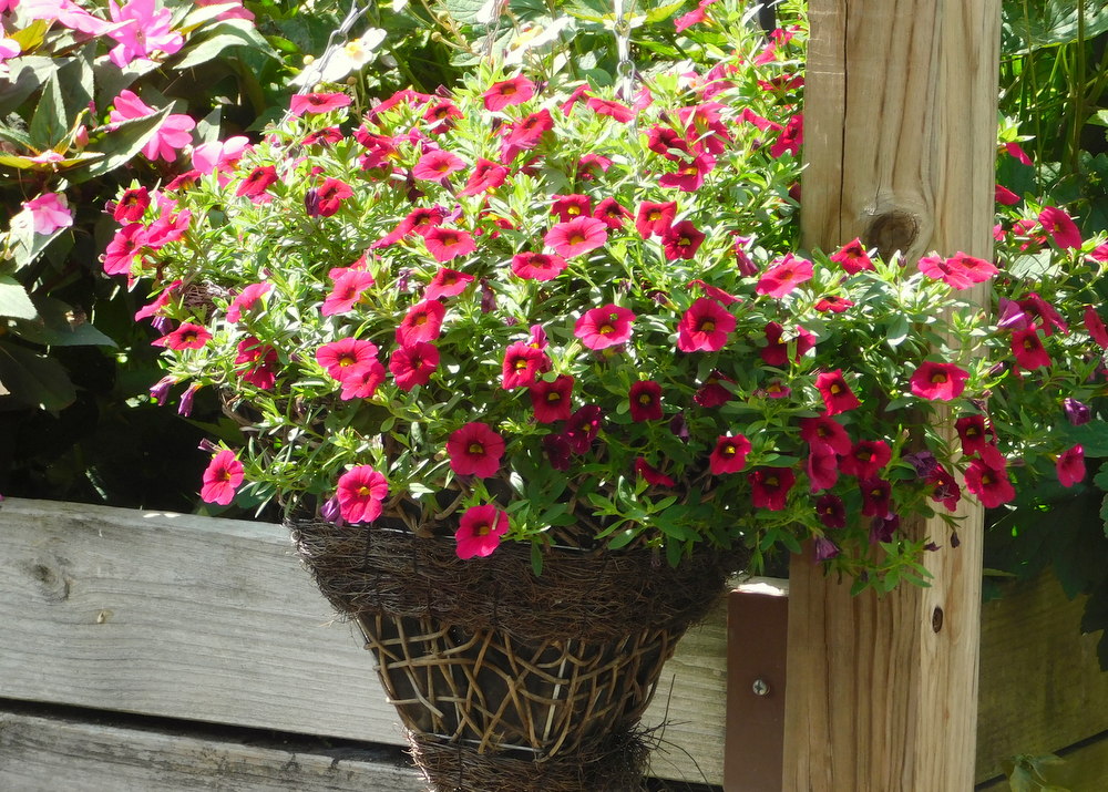 Lush basket planter