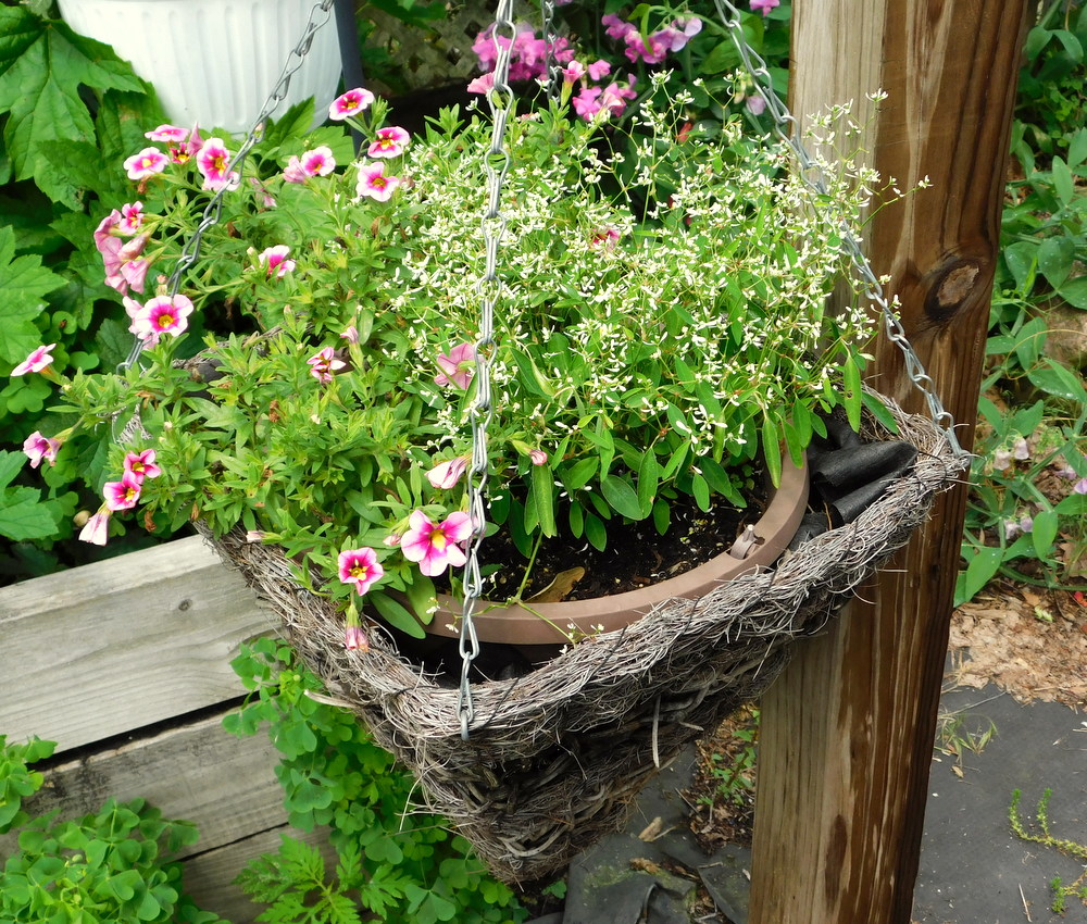 Basket just planted