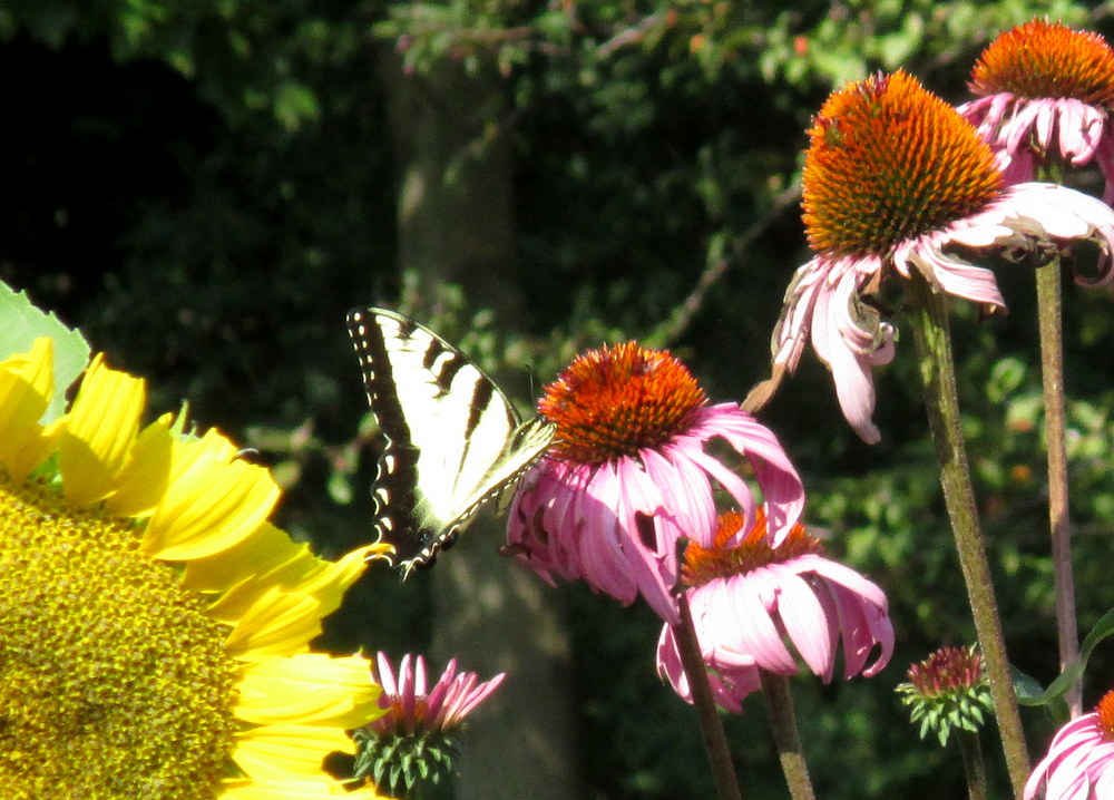 Butterfly and flowers