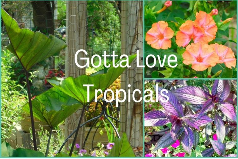 Instruction Manual for Tropical Plants