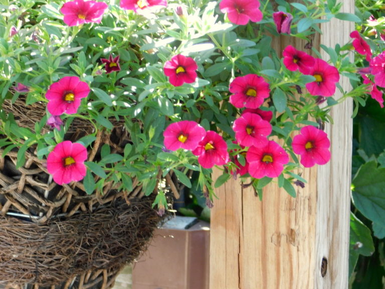 Make a Basket Planter Last Longer