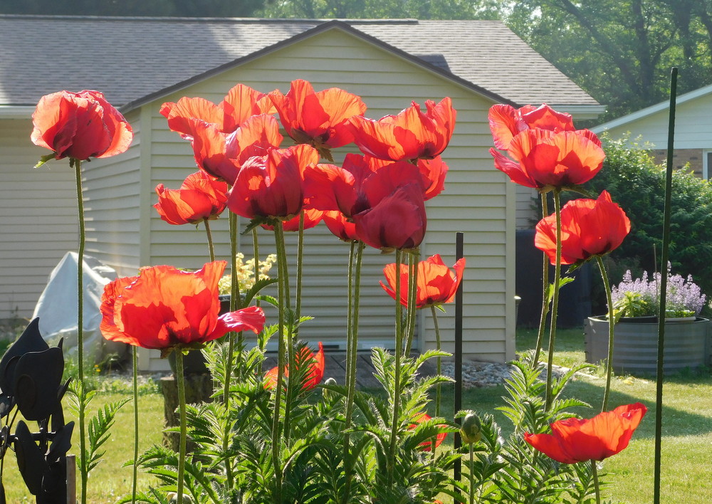 Poppies