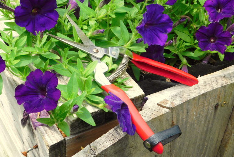 Small Garden Pruning Shears for Quick Jobs