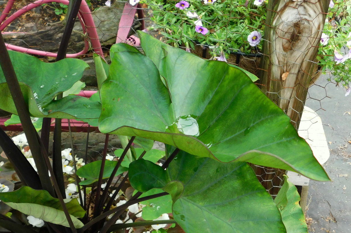 how to prep and store elephant ears for winter made easy