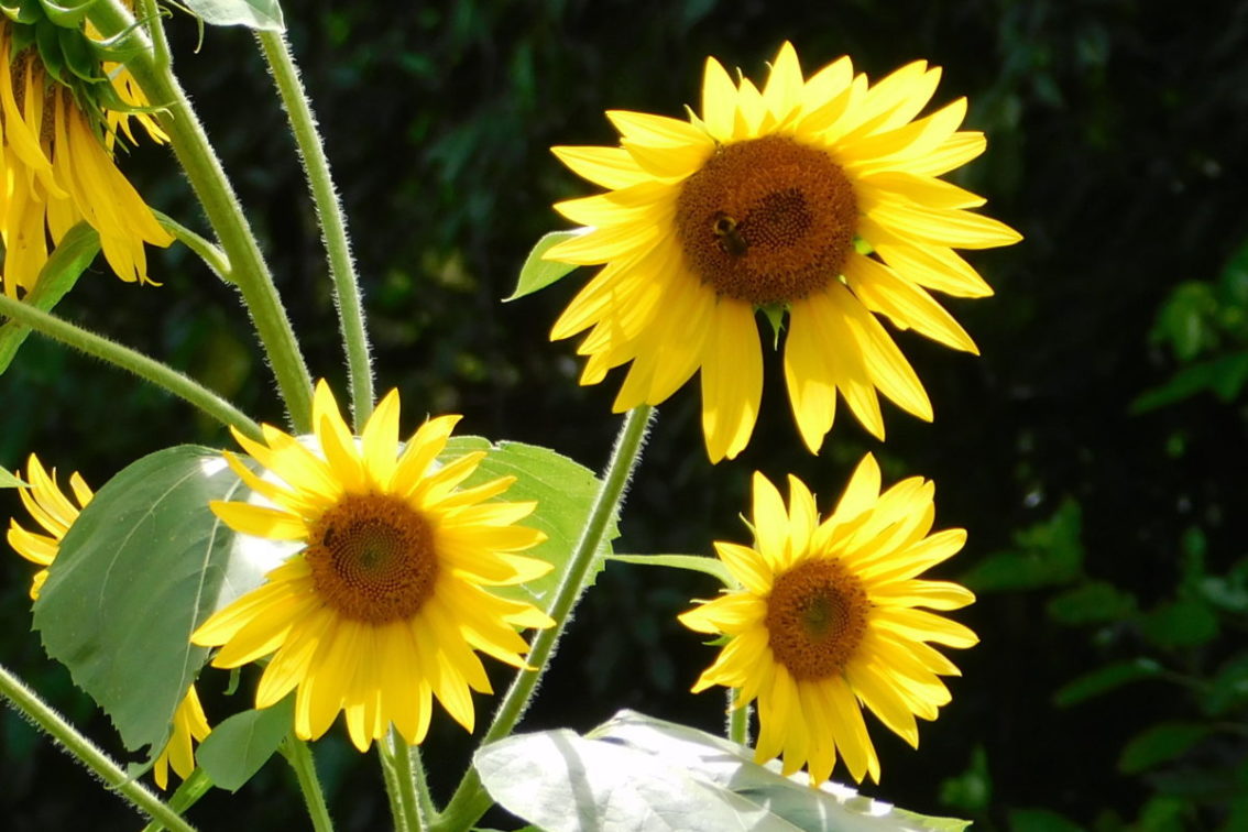 Large Metal Sunflower Yard Art