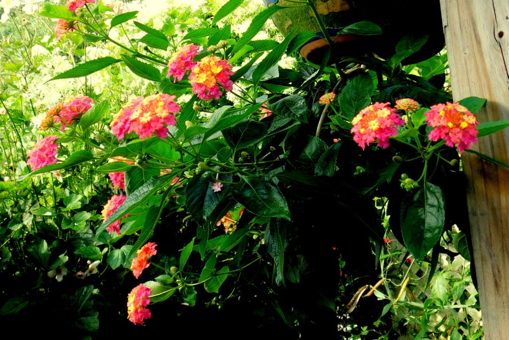 lantana in upside down pot