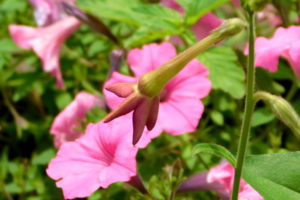 weeds add garden charm